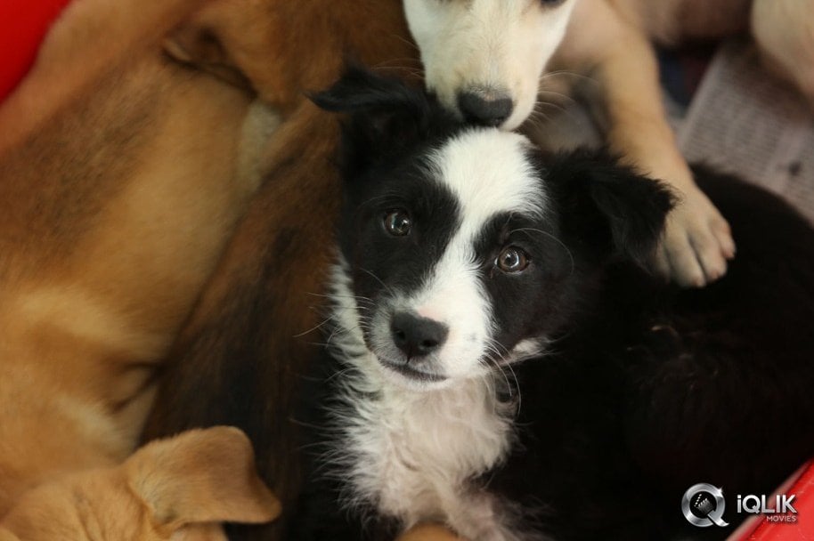 Anushka-at-Blue-Cross-Pet-Carnival-2014